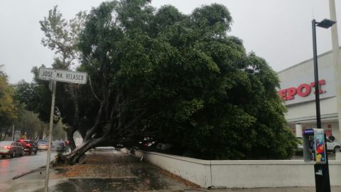 Árbol en Zona Río cae y golpea varios vehículos