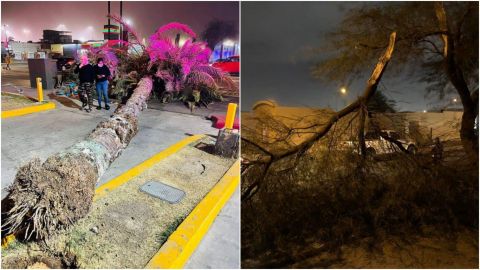 Fuertes vientos causaron estragos en Mexicali