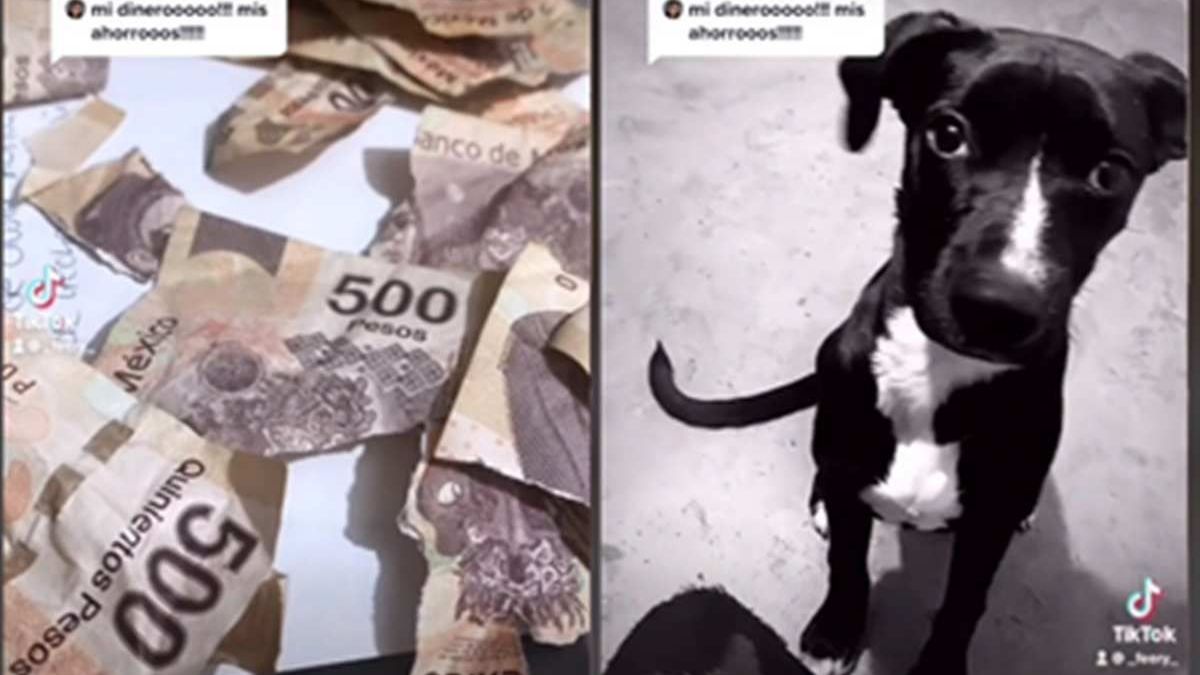 Hund zerstört 500 Pesos vom Besitzerbonus