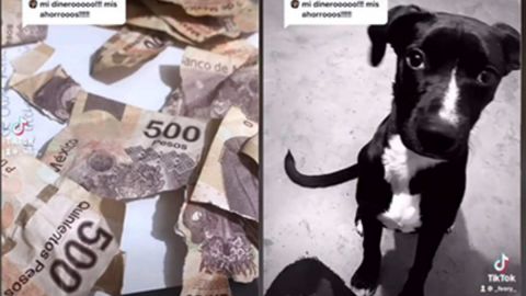 Perro destroza billetes de 500 pesos del aguinaldo de su dueña