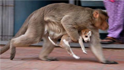 Monos en la India arman 'matanza' de perritos como 'venganza'