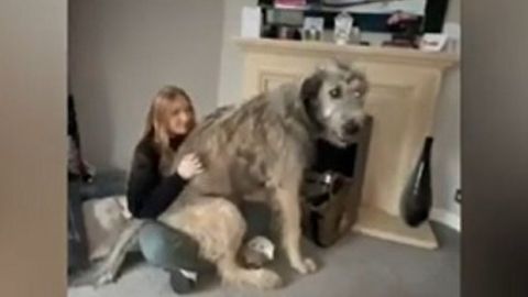 ¡Parece 'de otro planeta'! Cachorro gigante causa furor en redes