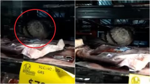 Primero ratas y ahora encuentran paloma en refrigerador de mercado El Florido