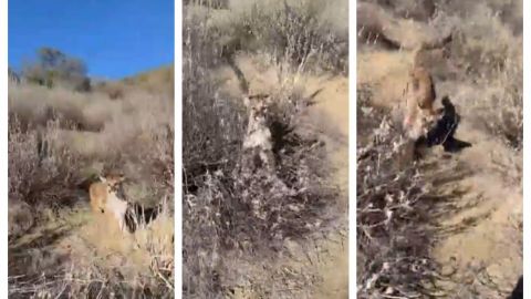 VIDEO: Realizaba caminata en montaña de Los Ángeles y tiene un encuentro salvaje