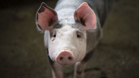 Logran con éxito primer trasplante de corazón de cerdo a humano