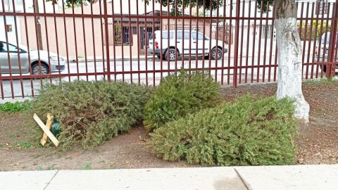 Cancha Deportiva como centro de acopio de árboles de navidad en Tijuana