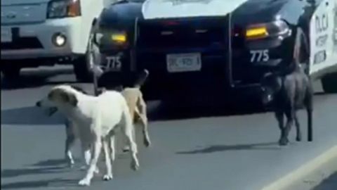 VIDEO: Policía de NL escolta a perritos que deambulaban en plena carretera