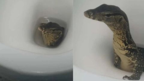 Viral: turistas graban a lagarto saliendo de su inodoro en hotel