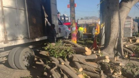 Árbol se salva de ser talado en Tijuana, gracias a denuncia ciudadana 🌳