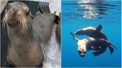 📹 VIDEO: León marino rescatado en San Diego es devuelto al océano
