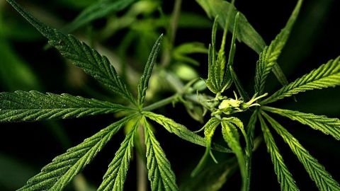 Industria del cannabis legal de California no puede competir con mercado ilegal