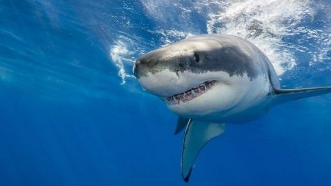 Captan en video el momento en que un tiburón devora a un hombre en Australia