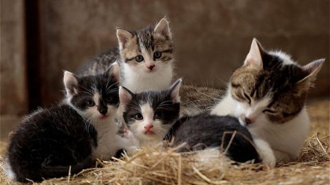 Día Internacional del Gato: ¿Por qué se celebra tres veces al año a los mininos?