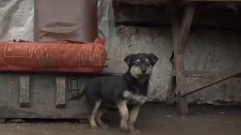 ''Rambo'', el cachorro adoptado que cuida a los soldados ucranianos