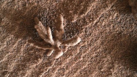 Curiosity encuentra una "flor" en Marte, pero ¿qué es realmente?