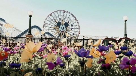 Disneyland cambia su entrada floral de Mickey Mouse a Minnie por mes de la mujer