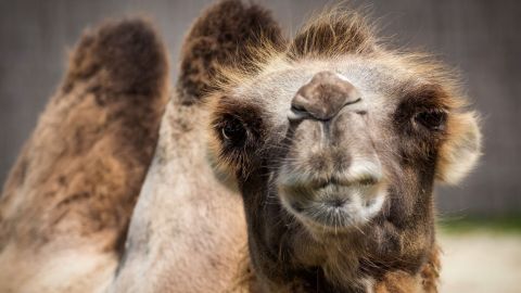 Camello escapa de zoológico, mata a dos personas y ataca a alguaciles