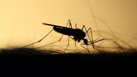 EU liberará 2 mil millones de mosquitos de dengue con modificaciones genéticas