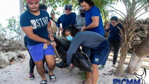 Mueren tres orcas pigmeas que recalaron en la costa de Yucatán
