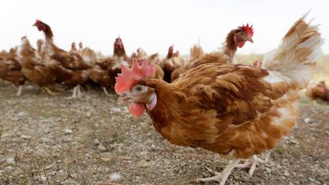 Francia sacrifica a 10 millones de aves por gripe aviar