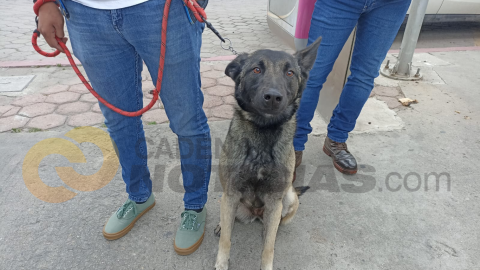 "Hope", el perro que busca desaparecidos en Baja California