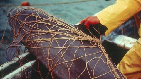 Vaquita marina en México al borde del abismo por pesca ilegal