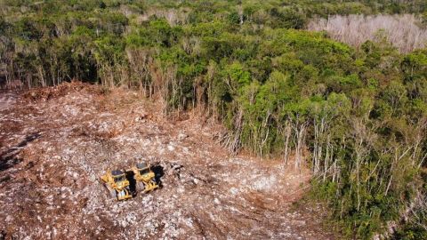 Por obras de Tren Maya, deforestación avanza en la selva