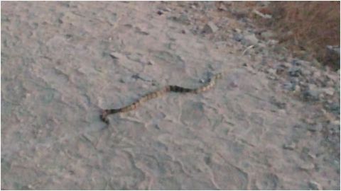 Víbora causa terror en tijuanenses