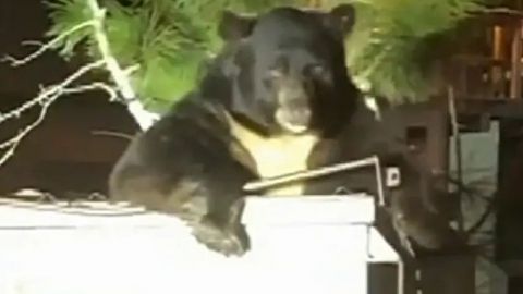 Hombre graba a oso gigante en contenedor de basura y éste lo corretea