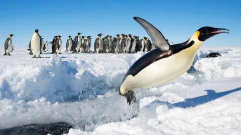 ¿Los pingüinos tienen su propio día?