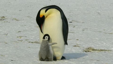 Ofrecen trabajo en la Antártida contando pingüinos