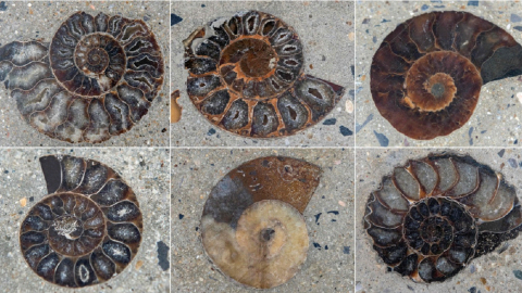 Descubren fósiles de moluscos incrustados en la vía pública