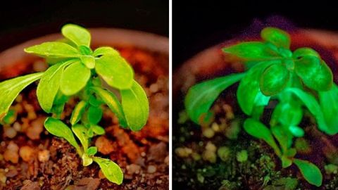 ¿Árboles que se iluminan? Es una realidad