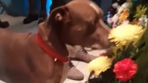 VIDEO: Perro se despide de su dueña en su funeral y se hace viral