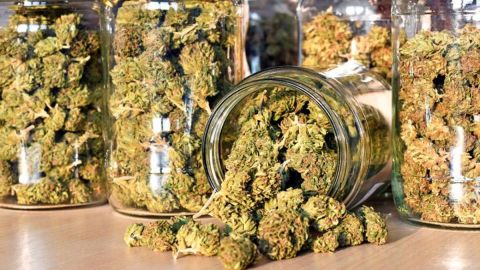 Declaran inconstitucional penalizar la posesión de más de 5 gramos de marihuana