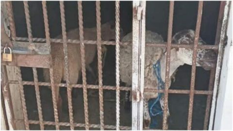 Por comer 'pasto ajeno', encarcelan a 2 borregos; investigan crueldad animal