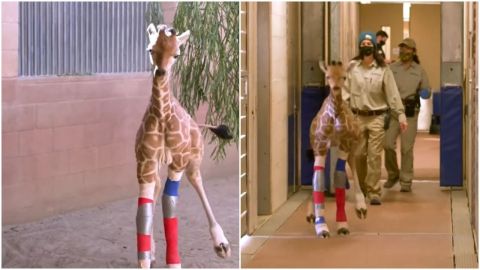 Con medicina humana, salvan a jirafa de 3 meses en el zoológico de San Diego