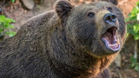 Soldado de Estados Unidos muere en fatal ataque de oso en Alaska