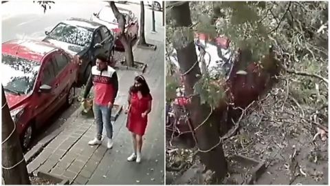 VIDEO: Pareja se salva de ser aplastada por un árbol