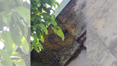Bomberos Tijuana no atiende reportes de enjambres de abejas