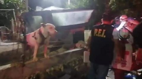 Perro pitbull salva a su dueño de ser apuñalado