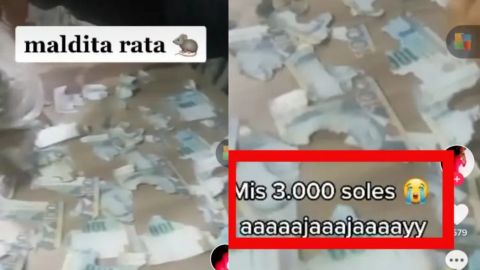 Guarda su dinero en casa; rata destroza más de 15 mil pesos: 'mis ahorros'
