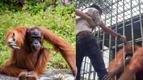 VIDEO | Quería contenido original: Influencer es atacado por un orangután