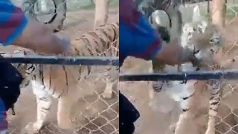 FUERTES IMÁGENES: Tigre de bengala ataca a su cuidador y le destroza las manos