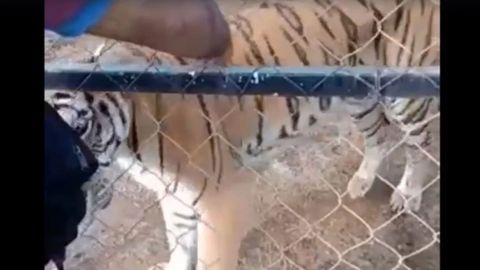 Muere cuidador mordido por un tigre de bengala