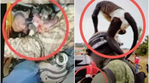 Muere mono araña en enfrentamiento contra autoridades; era mascota de criminal