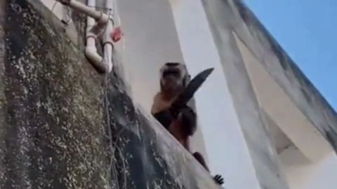 Mono se hace viral al ser captado robando con un cuchillo