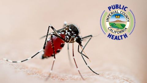 Mosquito contagioso en el Condado de Imperial, California