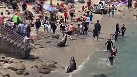 VIDEO: Lobos marinos atacan a vacacionistas en una playa de San Diego