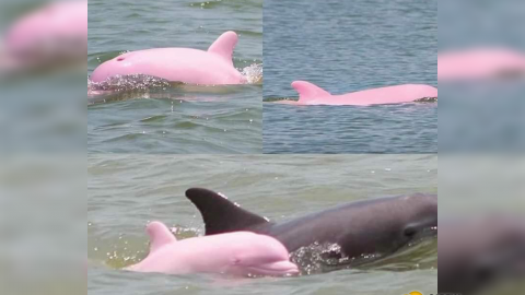 Captan a delfín rosa acompañando a su madre